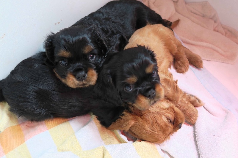 Du Domaine Des Chipmunks - Cavalier King Charles Spaniel - Portée née le 04/09/2016